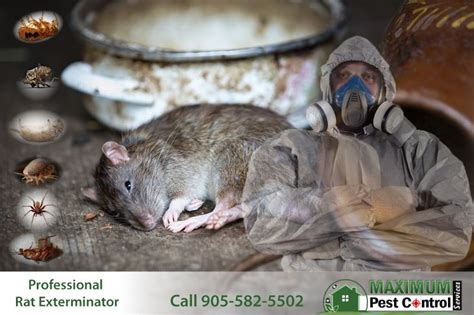 Mice Professional Exterminators Company - Maximum Pest Control Services