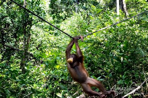 Protect the endangered Orang Utan. Find out More here | Travelogue ...