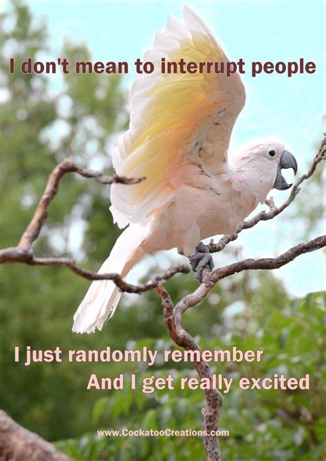 101 best parrot memes images on Pinterest | Parrots, Budgies and Parakeets