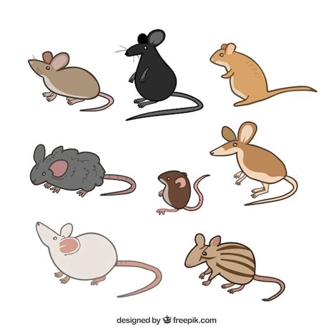 Free Vector | Pack of cute mice breeds