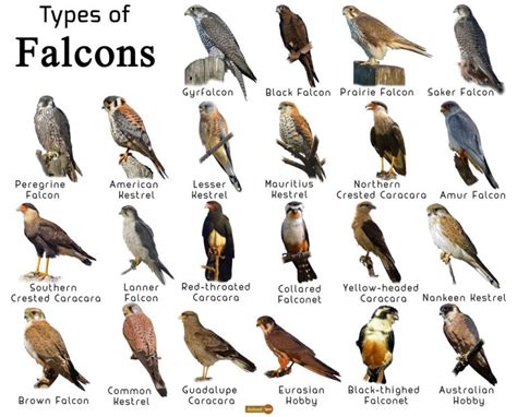 Falcon Facts, Types, Classification, Habitat, Diet, Adaptations