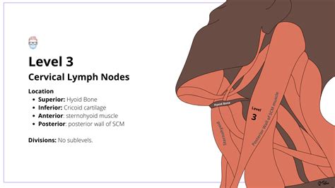 Jugular Lymph Nodes