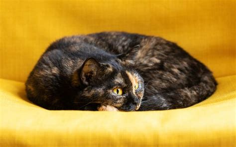 10 Types of Tortoiseshell Cats (With Info & Pictures) | Hepper