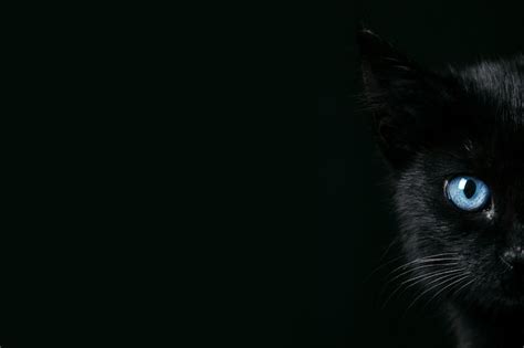 Black Cat Wallpaper Images - Free Download on Freepik