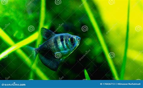 Black Skirt Tetra Fish / Black Widow Tetra Stock Image - Image of ...