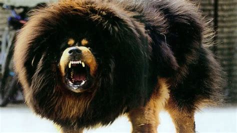 Tibetan Mastiff Facts | Price | Images | Lifespan | Full grown