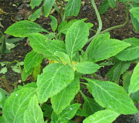 Salvia divinorum - Wikipedia