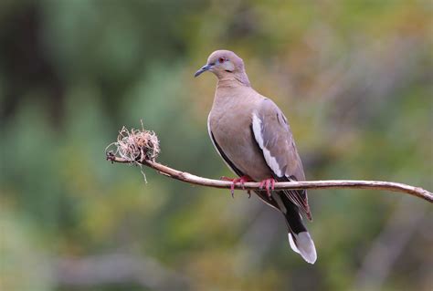 Know Your Doves — Texas Parks & Wildlife Department