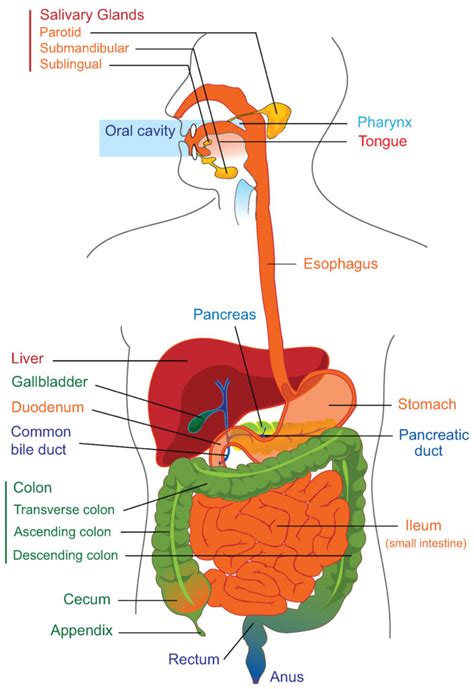 22.1A: Anatomy of the Digestive System - Medicine LibreTexts