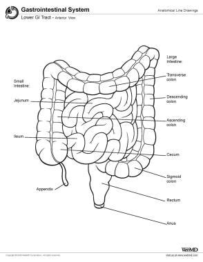 Gi Tract Anatomy Diagram