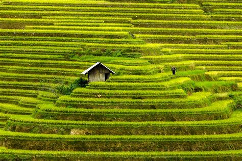 Discover the Magic of Vietnam's Rice Fields | Photography