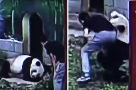 Panda attacks man who broke into zoo | Daily Star