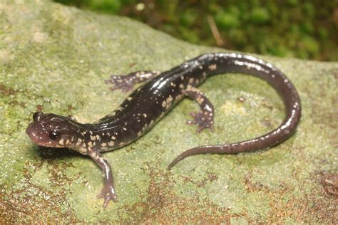 White-Spotted Salamander Facts and Pictures