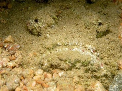 Stonefish - Master of Camouflage (20 pics)