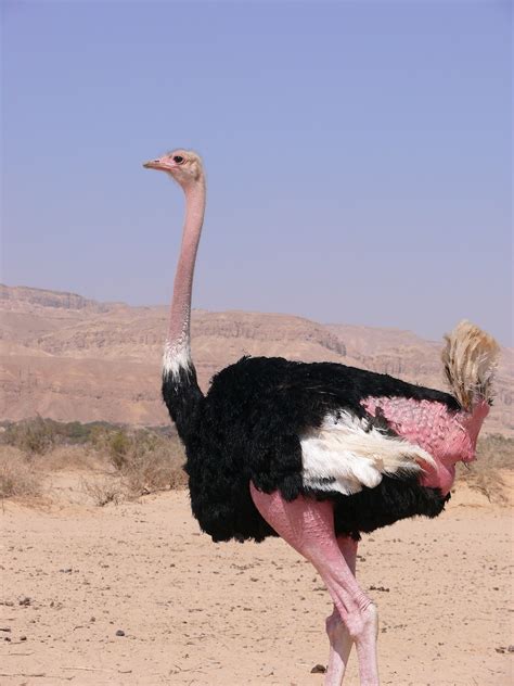 Encyclopaedia of Babies of Beautiful Wild Animals: The Baby Ostrich