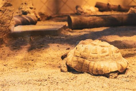 An Aldabra Giant Turtle Sitting in the Sand Stock Image - Image of animal, sand: 236676117