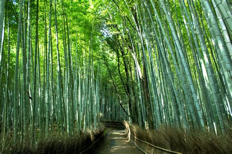 Arashiyama Bamboo Grove (Kyoto) - Tourist in Japan