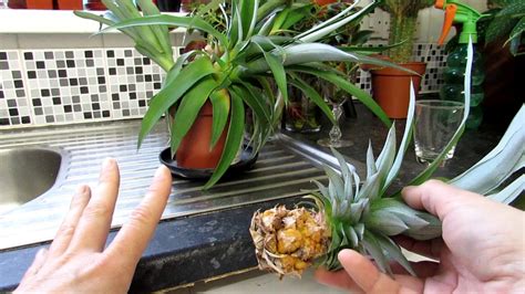 Information about How To Propagate Pineapple in Your Park Don't miss ...