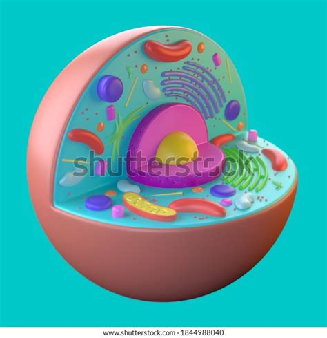 3d Animal Cell Model Structure Stock Illustration 1844988040 | Shutterstock