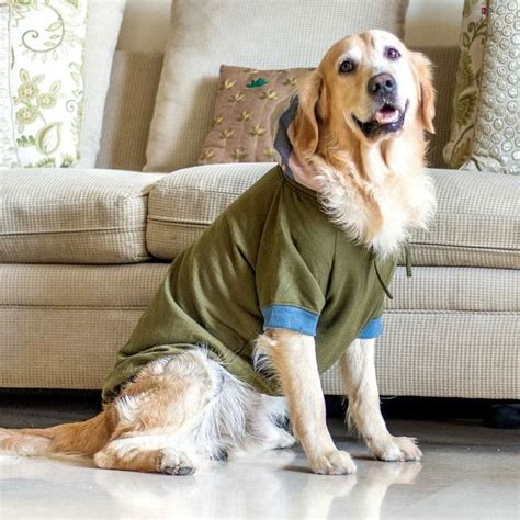 Buy Winter Clothing For Pets At These Online Stores | LBB