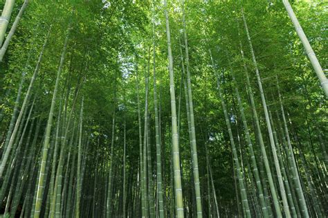 Bamboo forest in japan containing bamboo, forest, and japan | High-Quality Nature Stock Photos ...