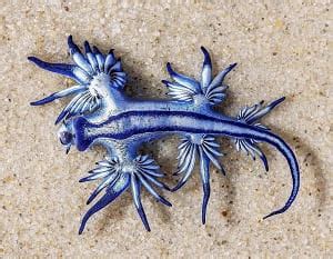 Blue Glaucus Facts and Species Information with Pictures