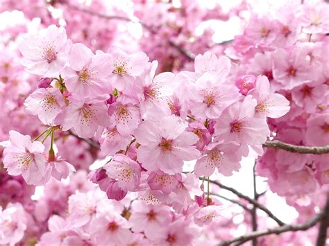 3840x2160px | free download | HD wallpaper: pink flowers, sakura, blossom, sky, spring, cheery ...