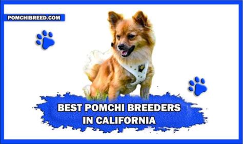 Breeders Archives - Pomchi Breed