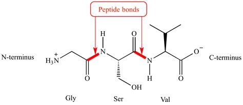 Illustrated Glossary of Organic Chemistry - Peptide bond