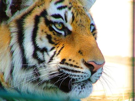 Eye of the tiger Free Photo Download | FreeImages