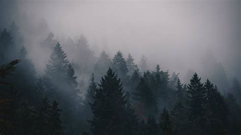 Fog Forest Desktop Wallpaper