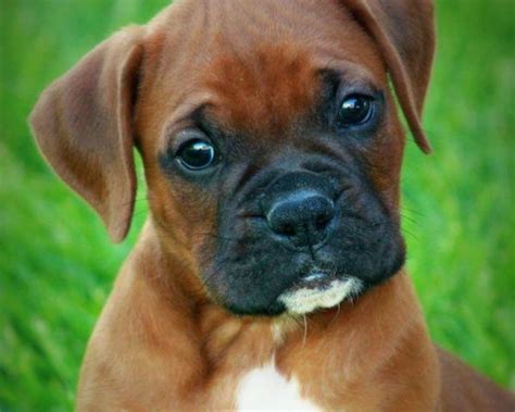 Beautiful Boxer Puppies for Sale in Omaha, Nebraska Classified | AmericanListed.com