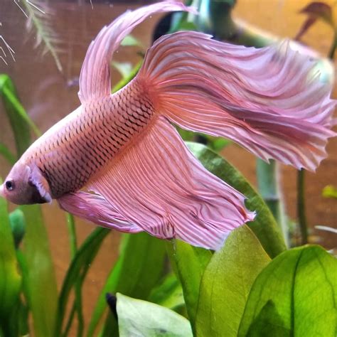 Knowing All Types Of Betta Fish - By Tail, Pattern And Color With Photo And Description