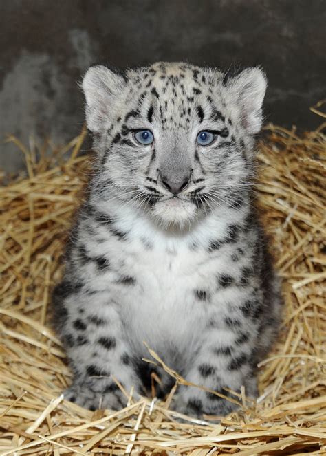 Brookfield Zoo snow leopard cub 3 « Why Evolution Is True