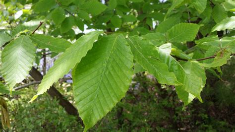 American Beech - Fagus Grandifolia | Deciduous Trees | Cold Stream Farm