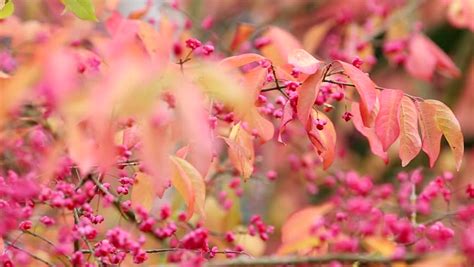 Pink Fruits And Yellow Orange Leaves Of Spindle Tree On Colorful Blurry Background Stock Footage ...