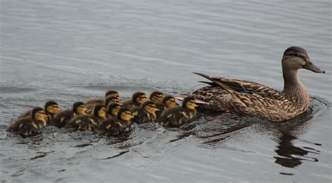 Collection of PNG Ducks Swimming. | PlusPNG