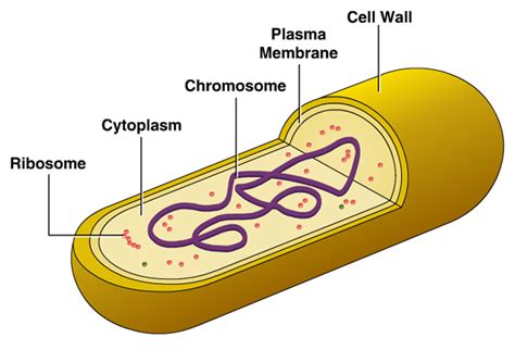 Innovic Medical: Bacterial Cell Structure