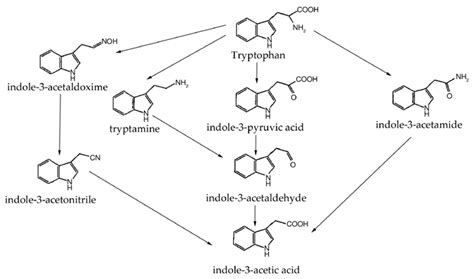 Proposed pathways for the biosynthesis of indole-3-acetic acid (IAA ...