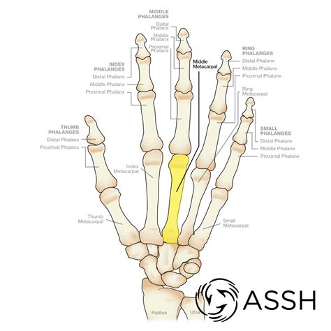 Body Anatomy: Upper Extremity Bones | The Hand Society