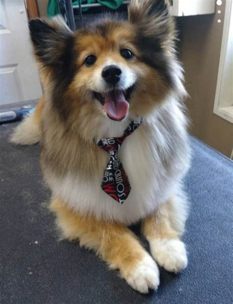 So this is what a corgi/collie mix looks like! : r/aww