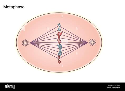 Fajarv: Prophase Cell Diagram