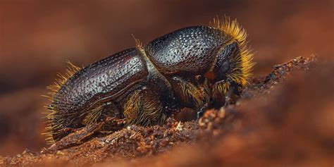 Latvian State of Emergency: Eight-Toothed Spruce Bark Beetle Threatens Forests