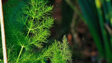 5 Best Fennel Companion Plants For Gardens (And 11 To Avoid)