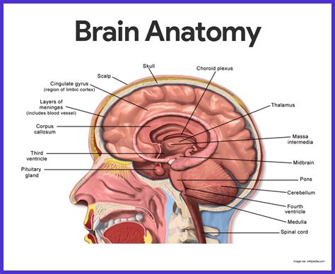 Nervous System Anatomy and Physiology | Nervous system anatomy, Brain ...