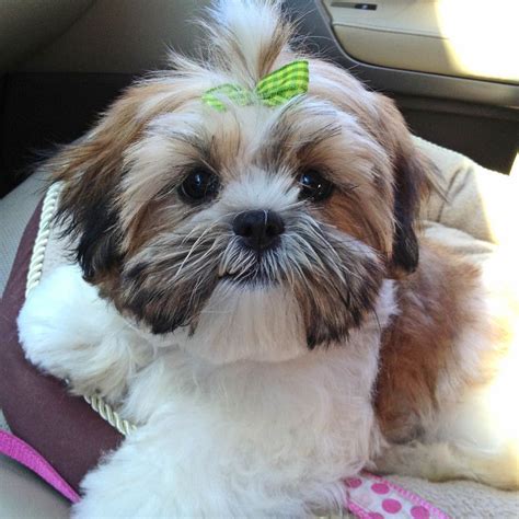 Male Shih Tzu Haircuts