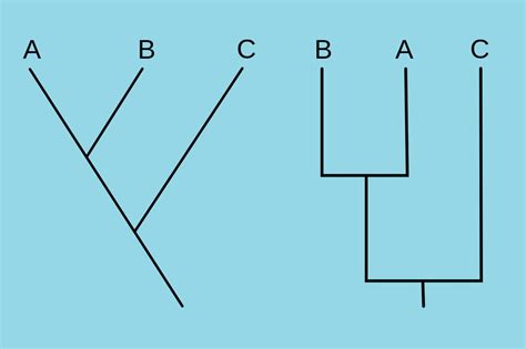 What Is a Cladogram? Definition and Examples