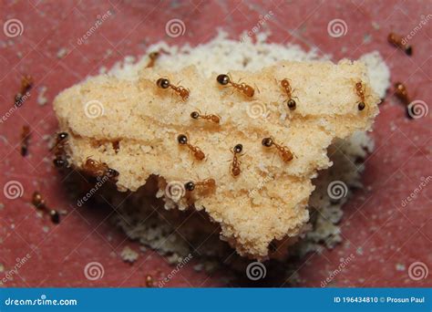 Red ant feeding stock photo. Image of leaf, tiny, detail - 196434810