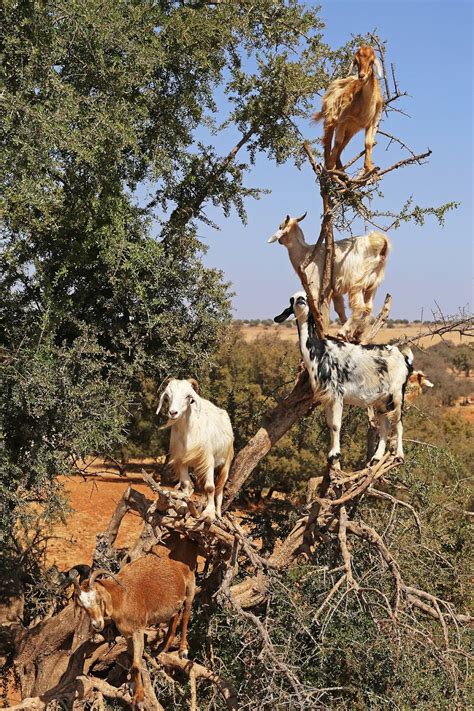 The Morocco Diaries, Part 9 of 10: How Argan Oil is Made - From Tree ...