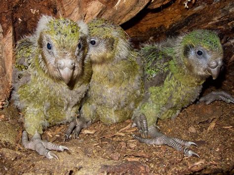 Critically endangered New Zealand kakapo population boosted by record ...